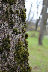Background old tree bark covered with green fluffy moss. Natural texture