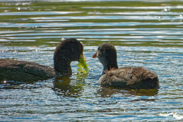 Eurasian coot (Fulica atra), is a member of the rail and crake bird family.
