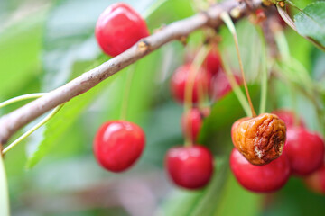 Rotten berry on a tree branch. Sick plant, fruit damaged by a virus, infection. Plant disease,...