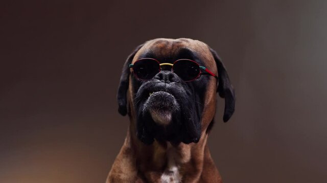 Boxer do wearing sunglasses barking on someone.
