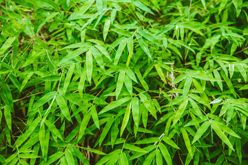 Fototapeta na wymiar green fresh bamboo leaf fresh nature after raining drop for natural background.
