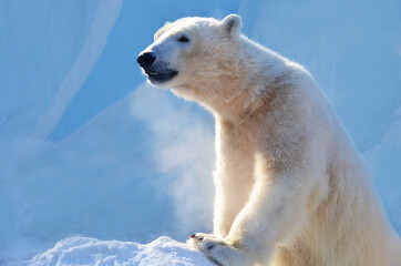 Naklejka na ściany i meble polar bear in the snow