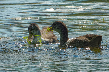 Eurasian coot (Fulica atra), is a member of the rail and crake bird family.