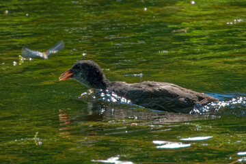 Eurasian coot (Fulica atra), is a member of the rail and crake bird family.