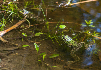 A green frog looks out of the water near the shore of a small pond in the park.