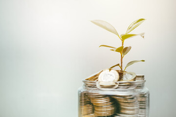 Plant growing from coin money for saving investment and get richer from bank interest concept.