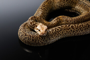 snake on a black background. Carpet python. Animal in the studio