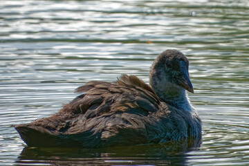 Eurasian coot (Fulica atra), is a member of the rail and crake bird family.