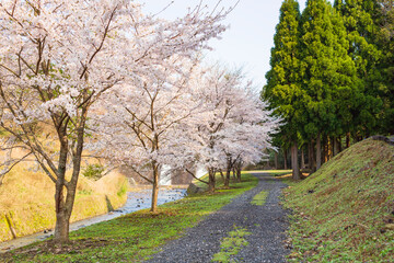 Naklejka premium Pathway with Cherry Blossoms