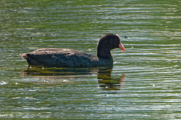 Eurasian coot (Fulica atra), is a member of the rail and crake bird family.
