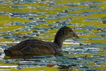 Eurasian coot (Fulica atra), is a member of the rail and crake bird family.