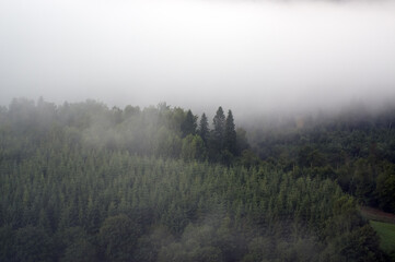 Krajobraz leśny we mgle