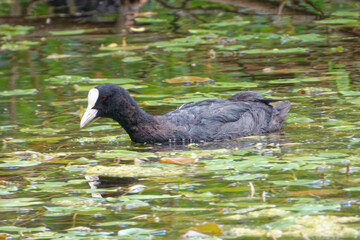 Eurasian coot (Fulica atra), is a member of the rail and crake bird family.