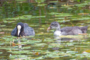 Eurasian coot (Fulica atra), is a member of the rail and crake bird family.