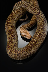 snake on a black background. Carpet python. Animal in the studio