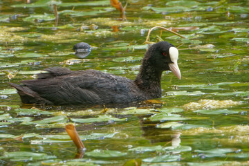 Eurasian coot (Fulica atra), is a member of the rail and crake bird family.
