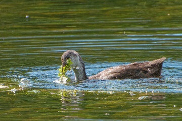 Eurasian coot (Fulica atra), is a member of the rail and crake bird family.