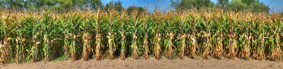 Ein Maisfeld kurz vor der Ernte