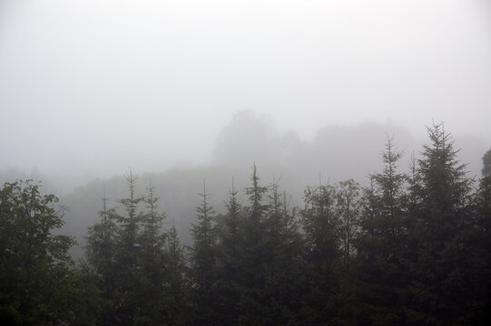 Wierzchołki wysokich choinek we mgle