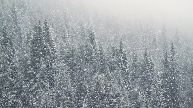 Falling snow in heavy winter. Landscape with pine trees in hoarfrost for a Christmas background