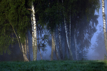 Polana wysokie brzozy spowite mgłą po wschodzie słońca	
