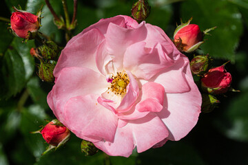 Pink rose in full bloom with small red roses in a rose garden.