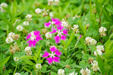 シロツメクサの群生の中に咲くナデシコの花