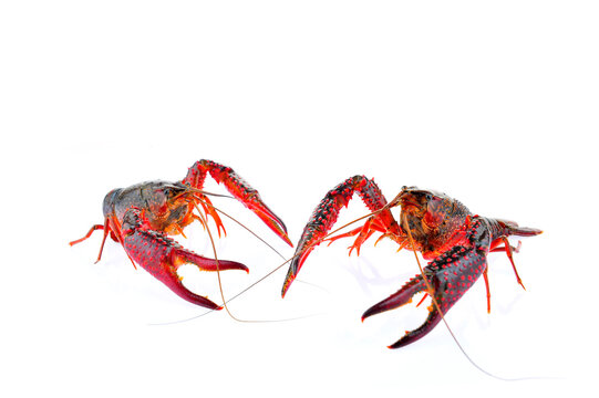 Lobster on a white background