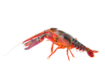 Lobster on a white background