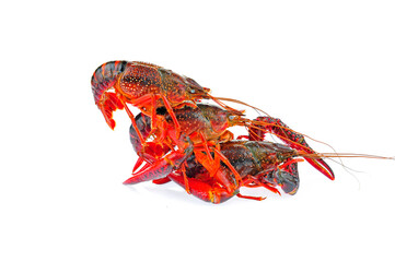 Lobster on a white background