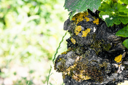 Selective focus of dry green moss and lichens on the suvel of a tree against a blurred background