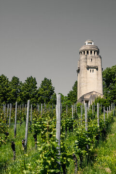Vertical shot of grapevines with Bismarck tower background in Constance, Germany