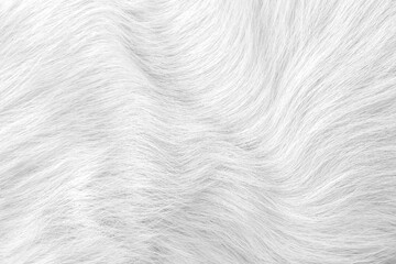 White grey cat fur texture seamless patterns or animal skin background