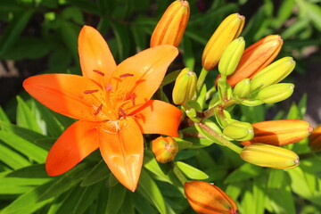 Fototapeta premium Asian orange lily. Unblown buds on stems. Blooms in the summer in the garden. Large bright flowers. Print for photo wallpaper, decorative pillows.