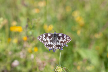 Male marbled white (Melanargia galathea) taking a sunbath.