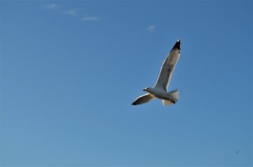 seagull in flight
