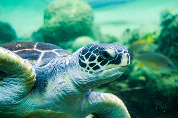 Fototapeta premium かわいい海亀