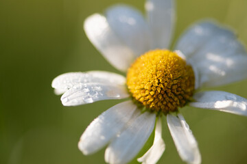 Margerite in der Morgensonne, close up