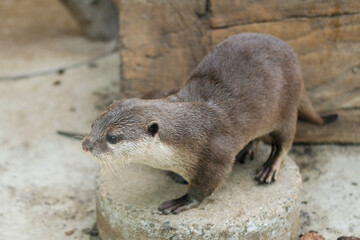 かわいいカワウソ