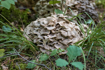 Polypore mushroom Grifola frondosa