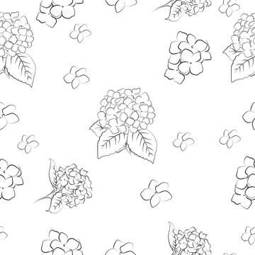 Blooming flower hydrangea on white background.