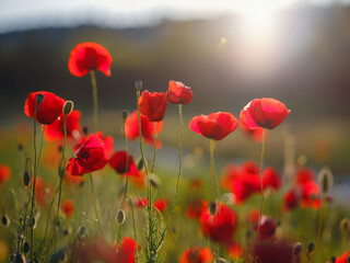 Fototapeta premium Poppy meadow in the light of the setting sun