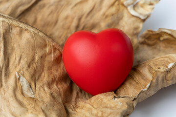 red hearts place on dry leaves