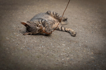 Obraz premium A little gray kitty plays with a toy mouse on a fishing rod. Cat toys