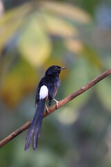 White-rumped shama