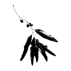 Imprint of  osier leaves. Leaves and tree branches set. Black prints of natural leaves. Suitable for botanical design, print, postcard, pattern. Vector illustration. © Nata Korpusova