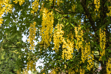 the hanging flowers of a golden rain
