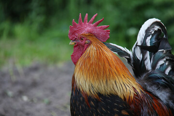 Rooster on the farm