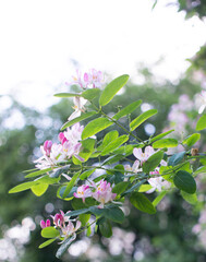 Honeysuckle Flower - Honeysuckle or Honeysuckle goat or Honeysuckle fragrant flower with delicate flowers. High quality photo