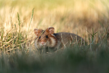European hamster in the meadow. Hamster with full cheek. Wildlife in the Vienna cemetery.